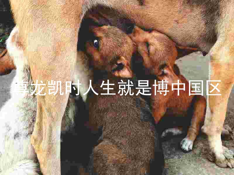 尊龙凯时人生就是博中国区